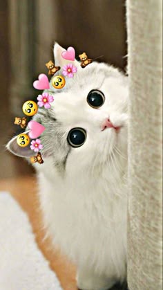 Cat Supplies & Accessories